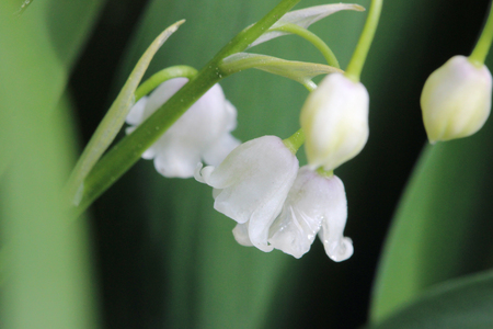 Lily of the valley convallaria majalis flower in a forestの写真素材