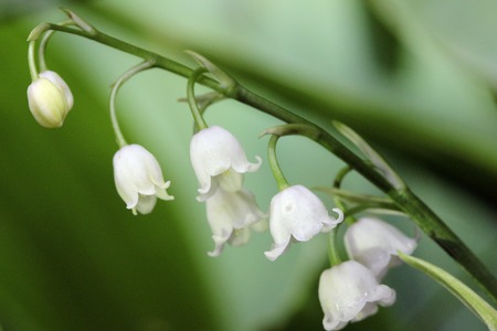Lily of the valley convallaria majalis flower in a forestの写真素材