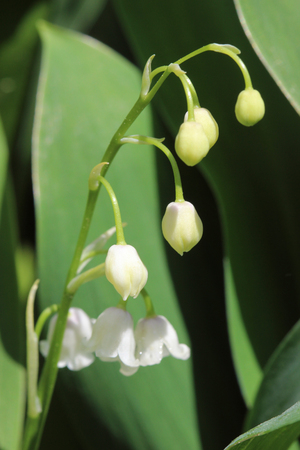 Lily of the valley convallaria majalis flower in a forestの写真素材