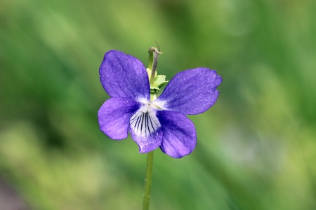 Violet flower Viola odorata in a forest, spring, Moscow, Russiaの写真素材