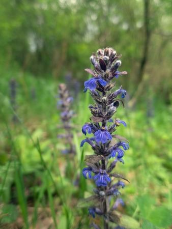 Ajuga reptans plant growing in the forest, Moscow region, Russiaの写真素材
