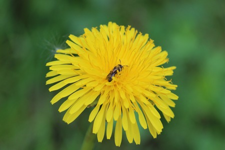 macro photo of a dandelion Taraxacum officinale flowers and bumble beeの写真素材