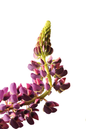 isolated spring blooming nice flower purple lupine Lupinusの写真素材