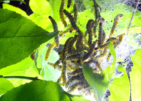 caterpillars codling moth Hyponomeuta malinella are feeding on a leaf spindle tree