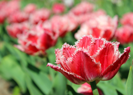 red tulips with double edges on the petals in spring Gatchina Parkの写真素材