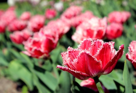 red tulips with double edges on the petals in spring Gatchina Parkの写真素材