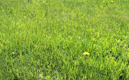 Green background with dandelion Taraxacum officinale flowersの写真素材