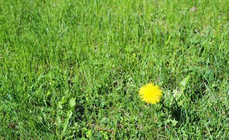 dandelions are growing through the railroad tiesの写真素材