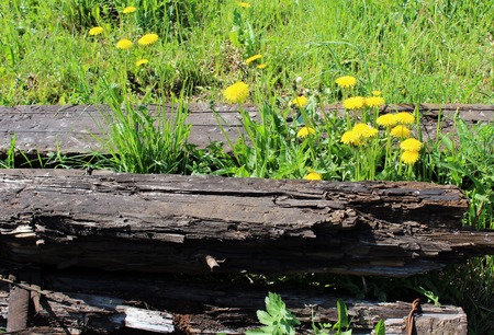 dandelions are growing through the railroad tiesの写真素材