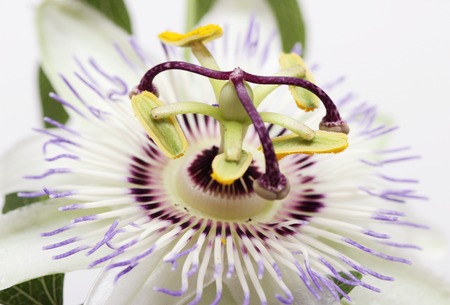 Beauty white blue passion flower Passiflora caeruleaの写真素材