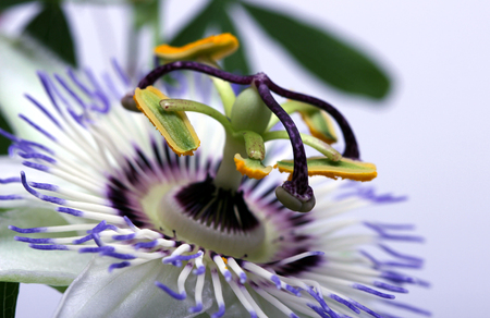 Beauty white blue passion flower Passiflora caeruleaの写真素材