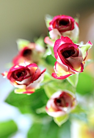 macro photo beauty bush mottled red roseの写真素材