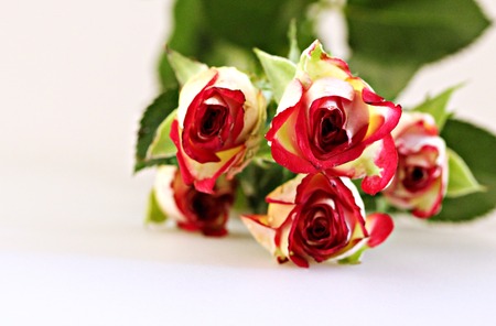 macro photo beauty bush mottled red roseの写真素材
