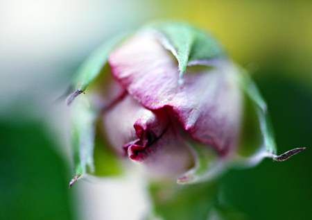 macro photo beauty bush mottled red roseの写真素材