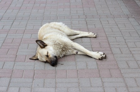 Mixed beige dog sleeping on the sidewalk in the summerの写真素材