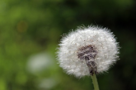 plant dandelion Taraxacum officinale flowers in summerの写真素材