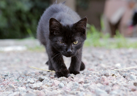 homeless kitten infected with feline herpesvirus - Feline viral rhinotracheitis or chlamydiosis - Chlamydia psittaci with eyes conjunctivitisの写真素材