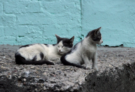 stray cat and kitten are sitting in the street