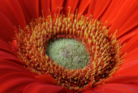 macro photo beauty red gerbera flower close up backgroundの写真素材