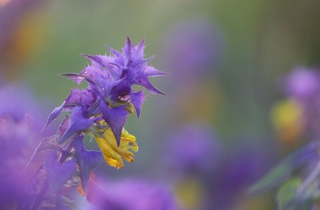 Herb Melampyrum nemorosum in sunset on the flowers background.の写真素材