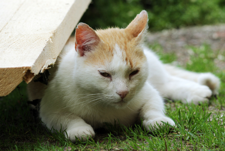 street red and white homeless cat sleeping lightly on the grass in the shade in summerの写真素材