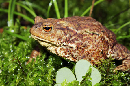 ordinary, common toad sitting on green moss in the forest in summer, Russia.