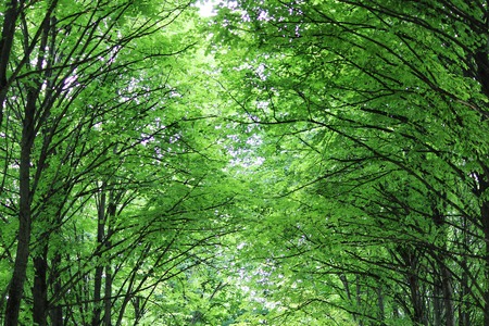 Summer alley of the old tall poplars.の写真素材
