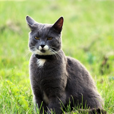 Nice gray single cat with yellow eyes is posing outdoors on a sunny dayの写真素材