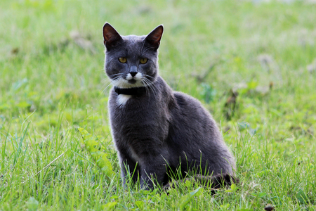 Nice gray single cat with yellow eyes is posing outdoors on a sunny dayの写真素材