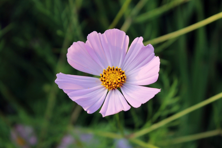 pink purple flower, like a daisy in the light of the setting sunの写真素材