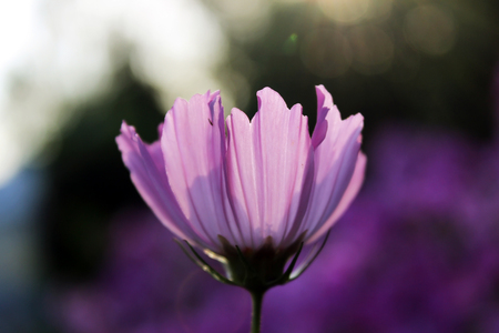 pink purple flower, like a daisy in the light of the setting sunの写真素材