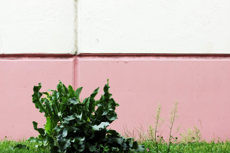 Cochlearia armoracia, Horseradish against the background of the walls painted in white and pink...
