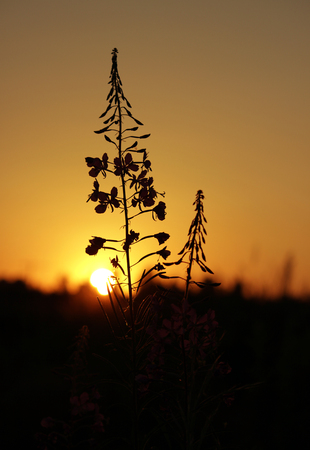 fireweed narrow-leaved Chamerion angustifelium bushes at sunset summer sunの写真素材