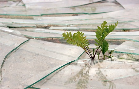 tansy and plantain shoots sprout through the broken glass on the ground. Concept new life. plant seedling on broken glass.の写真素材