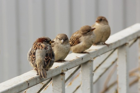 Male sparrows Passer domesticus sitting on a white metal Bicycle parkingの写真素材