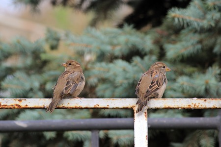 Male sparrows Passer domesticus sitting on a white metal Bicycle parkingの写真素材