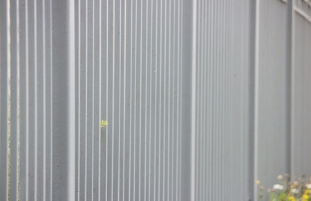 gray metal fence in the long run as a background and green leaf.の写真素材