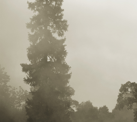 smoke from a fire in the forest. smoke texture.の写真素材