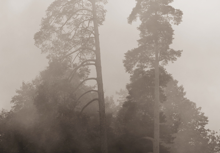 smoke from a fire in the forest. smoke texture.の写真素材