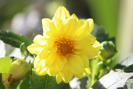 One beauty yellow dahlia flower on a green grass backgroundの写真素材