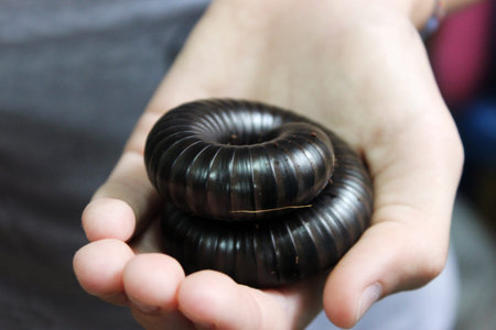 The giant African black millipede Archispirostreptus gigas is sitting on arm