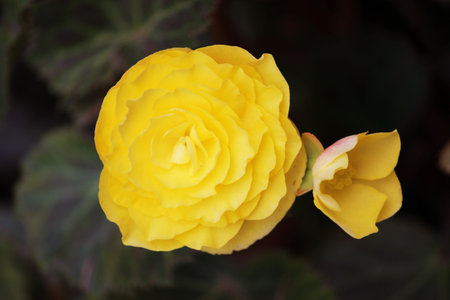 Bright flowers of tuberous begonias Begonia tuberhybrida in garden