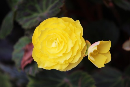 Bright flowers of tuberous begonias Begonia tuberhybrida in gardenの写真素材