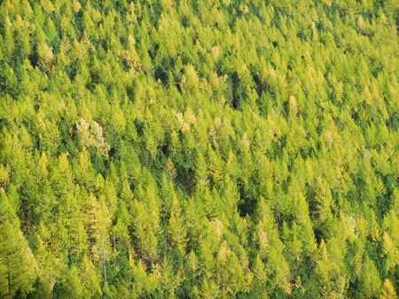 taiga coniferous wild forest in Siberia, Altai Mountainsの写真素材