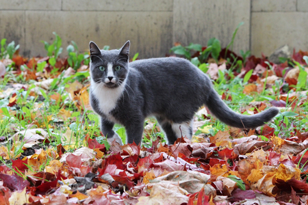 gray and white cat walking on the street beautiful autumn maple leaves on the groundの写真素材
