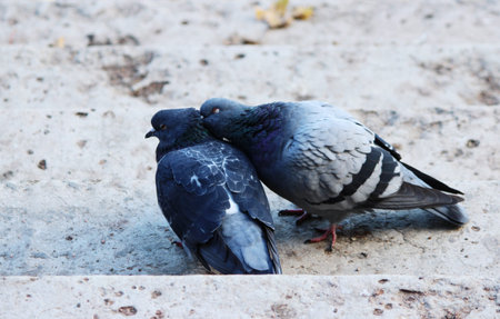 a couple of doves are sleeping in loving