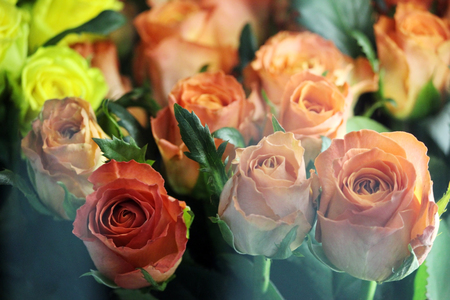 many pink roses for shops with window glassの写真素材