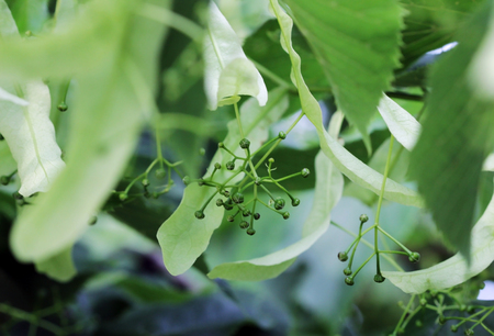 green buds linden flower in the early springの写真素材