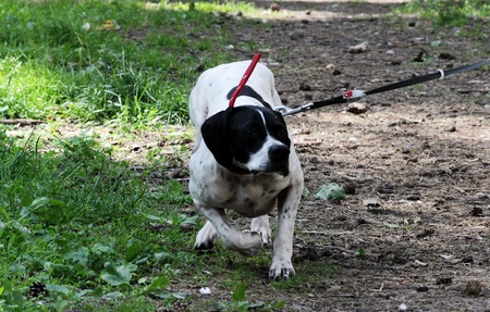 Setter Dog Point preys on pigeons in the park, making the rack.の写真素材