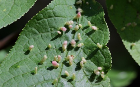 Galls are abnormal bird-cherry tree growths caused by various organisms insects, mites, nematodes, fungi, bacteria, and viruses .の写真素材